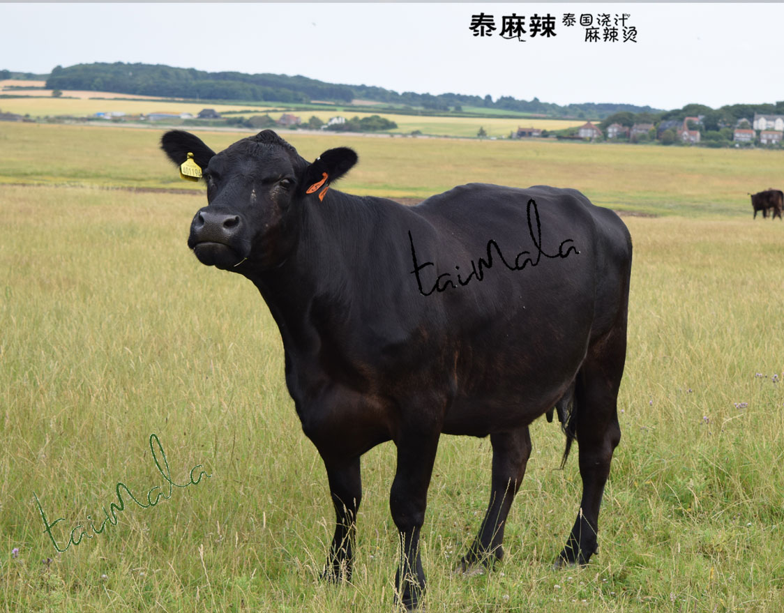 安格斯黑牛 安格斯黑牛